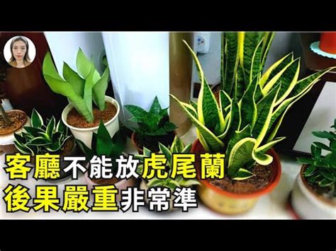 財位 虎尾蘭|【虎尾蘭風水】虎尾蘭風水：解厄化煞、招財興運擺放。